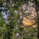 Image for article titled How To Dodge A Bullet Ant 12 Stories Up — In The Rainforest Canopy